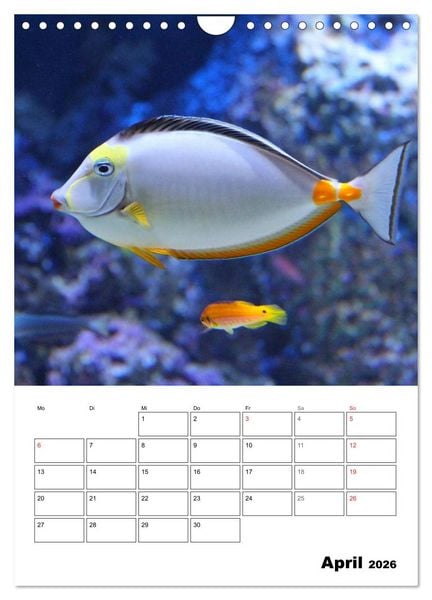 Produktbild: Zauberwelt. Fische, Korallen und Co. (Wandkalender 2026 DIN A4 hoch), CALVENDO Monatskalender