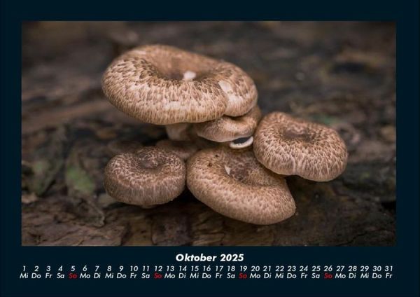 Produktbild: Pilzkalender 2025 Fotokalender DIN A4