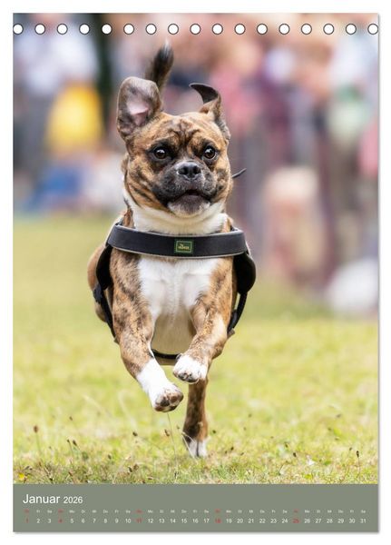 Produktbild: Mops-Rennen (Tischkalender 2026 DIN A5 hoch), CALVENDO Monatskalender