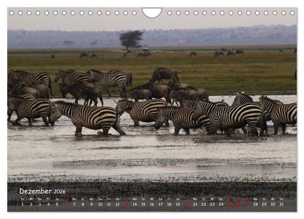 Produktbild: Wildes Ostafrika - Tansania und Kenia hautnah (Wandkalender 2026 DIN A4 quer), CALVENDO Monatskalender