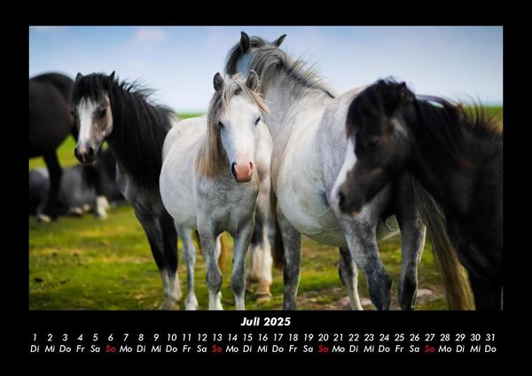 Produktbild: Pferdegefl&uuml;ster 2025 Fotokalender DIN A3