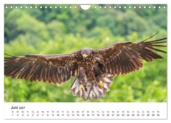 Produktbild: Greifv&ouml;gel in Aktion - Dynamische Flugbilder und Portr&auml;ts (Wandkalender 2027 DIN A4 quer), CALVENDO Monatskalender