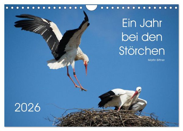 Ein Jahr bei den Störchen (Wandkalender 2026 DIN A4 quer), CALVENDO Monatskalender
