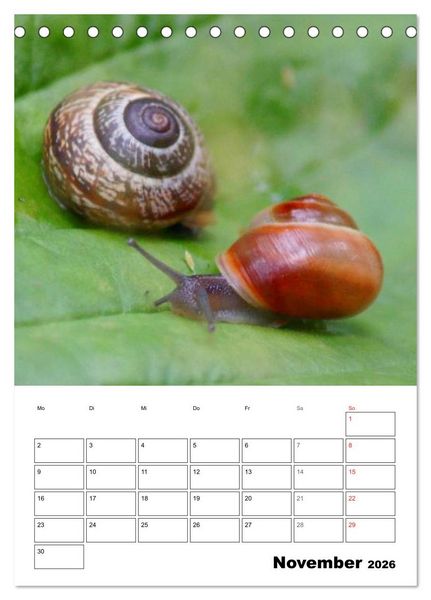 Produktbild: Die geheimnisvolle Welt der Schnecken (Tischkalender 2026 DIN A5 hoch), CALVENDO Monatskalender