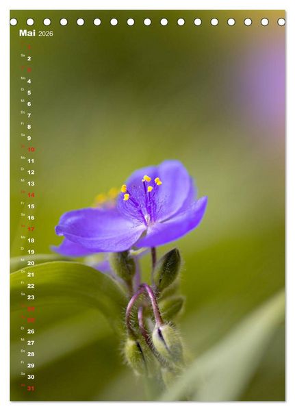Produktbild: Colors of Nature (Tischkalender 2026 DIN A5 hoch), CALVENDO Monatskalender