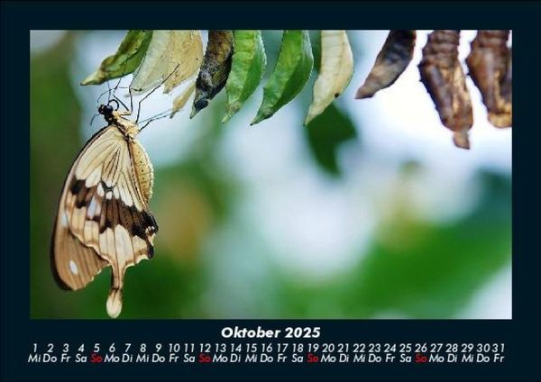 Produktbild: Bunte Pracht der Schmetterlinge 2025 Fotokalender DIN A5