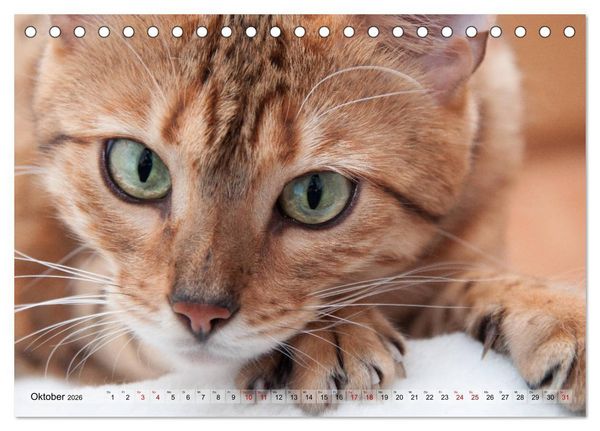 Produktbild: Liebe auf den ersten Katzenblick (Tischkalender 2026 DIN A5 quer), CALVENDO Monatskalender