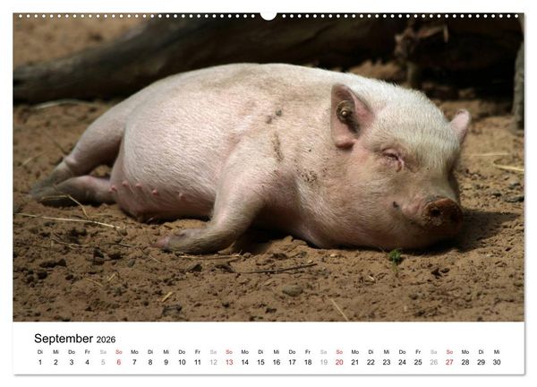 Produktbild: Schwein gehabt! (hochwertiger Premium Wandkalender 2026 DIN A2 quer), Kunstdruck in Hochglanz
