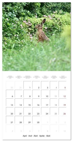 Produktbild: WILD GARDEN ANIMALS (Wall Calendar 2026 12 &times; 12 Inch) CALVENDO 12 Month Wall Calendar