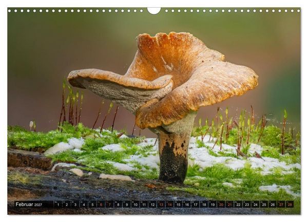 Produktbild: Kunstgalerie Wald - die verborgene Welt der Pilze (Wandkalender 2027 DIN A3 quer), CALVENDO Monatskalender