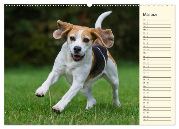 Produktbild: Beagle - Herz auf 4 Pfoten (Wandkalender 2026 DIN A2 quer), CALVENDO Monatskalender