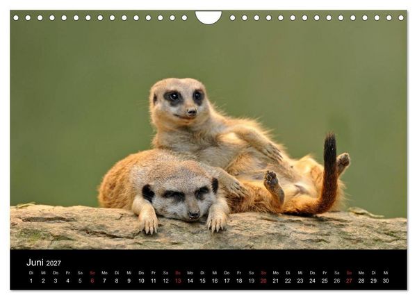 Produktbild: Erdm&auml;nnchen - Tierkinder (Wandkalender 2027 DIN A4 quer), CALVENDO Monatskalender