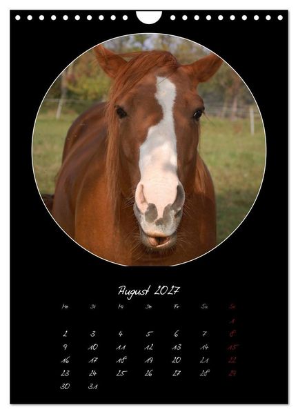 Produktbild: Crazy horses (Wandkalender 2027 DIN A4 hoch), CALVENDO Monatskalender