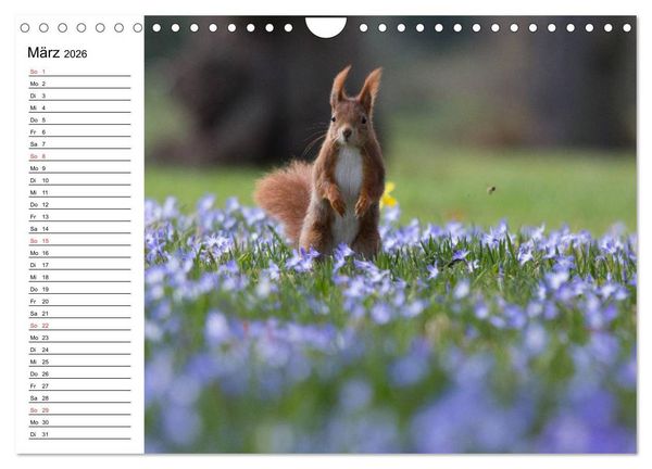 Produktbild: Guck mal, ein Eichh&ouml;rnchen! (Wandkalender 2026 DIN A4 quer), CALVENDO Monatskalender