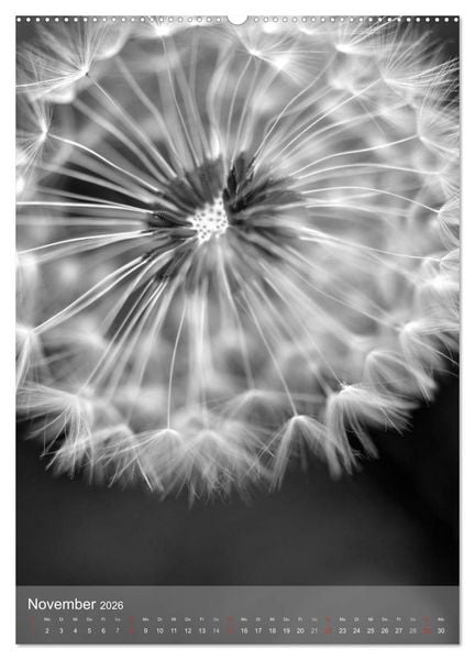 Produktbild: Monochrome Bl&uuml;ten - In Schwarz-Wei&szlig; Bildern durch das Jahr (Wandkalender 2026 DIN A2 hoch), CALVENDO Monatskalender