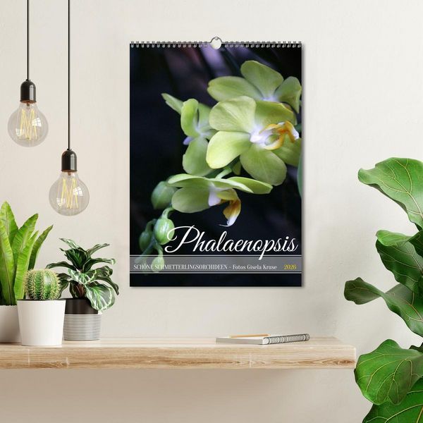 Produktbild: Phalaenopsis - Sch&ouml;ne Schmetterlingsorchideen (Wandkalender 2026 DIN A3 hoch), CALVENDO Monatskalender