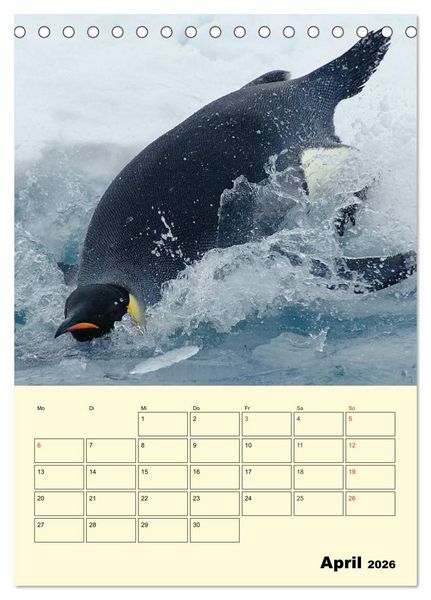Produktbild: Pinguine. Wackeln im Thermo-Frack (Tischkalender 2026 DIN A5 hoch), CALVENDO Monatskalender