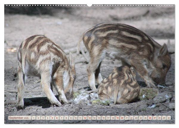Produktbild: Tierische Schweinerei (hochwertiger Premium Wandkalender 2026 DIN A2 quer), Kunstdruck in Hochglanz