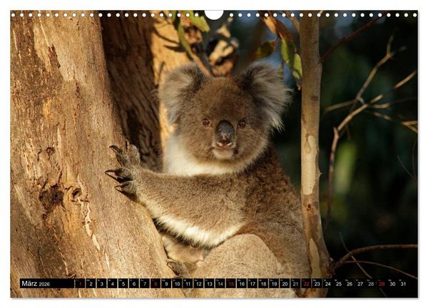 Produktbild: Kangaroo Island (Wandkalender 2026 DIN A3 quer), CALVENDO Monatskalender