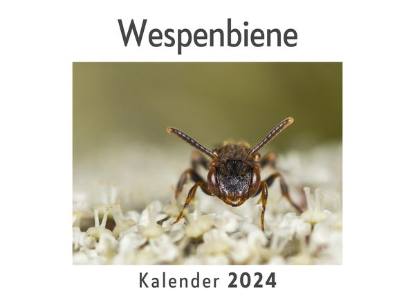 Produktbild: Wespenbiene (Wandkalender 2024, Kalender DIN A4 quer, Monatskalender im Querformat mit Kalendarium, Das perfekte Geschenk)