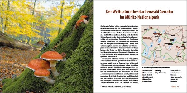 Produktbild: Mecklenburgs alte Buchenw&auml;lder