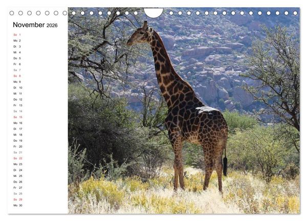 Produktbild: Namibia - Tierische Vielfalt (Planer) (Wandkalender 2026 DIN A4 quer), CALVENDO Monatskalender