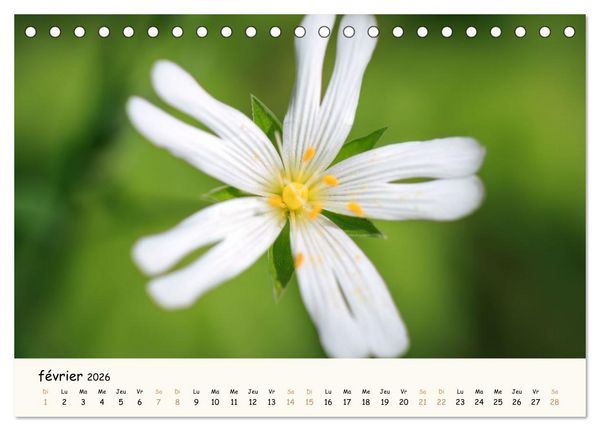 Produktbild: Au c&oelig;ur des fleurs (Calendrier de bureau 2026 DIN A5 vertical), CALVENDO calendrier mensuel