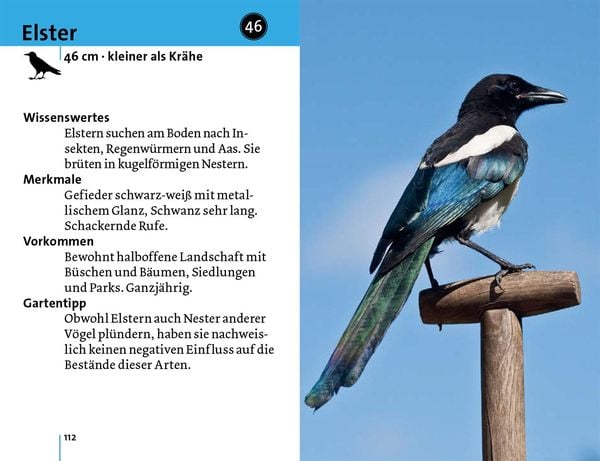 Produktbild: Alle V&ouml;gel sind schon da