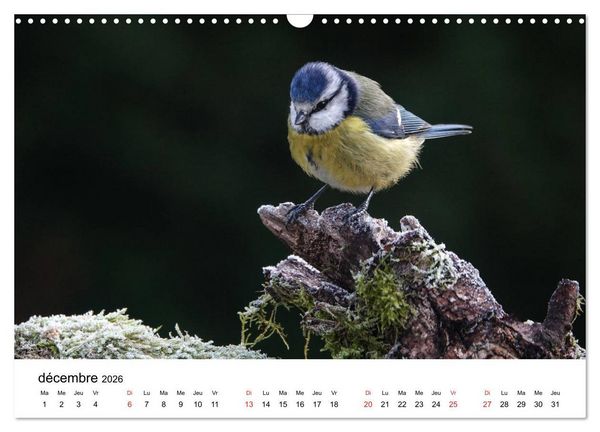 Produktbild: Oiseaux de nos villages en G&acirc;tinais (Calendrier mural 2026 DIN A3 vertical), CALVENDO calendrier mensuel