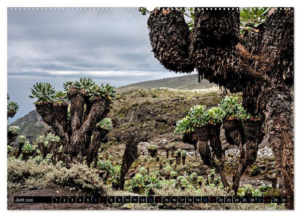 Produktbild: Kilimanjaro - das Dach Afrikas (Wandkalender 2026 DIN A2 quer), CALVENDO Monatskalender