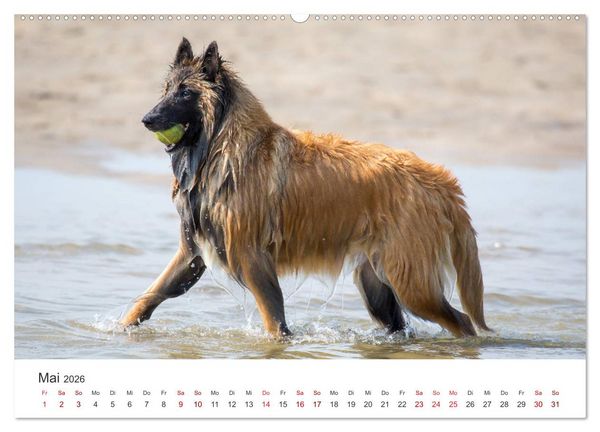 Produktbild: Freunde auf vier Pfoten am Strand (Wandkalender 2026 DIN A2 quer), CALVENDO Monatskalender