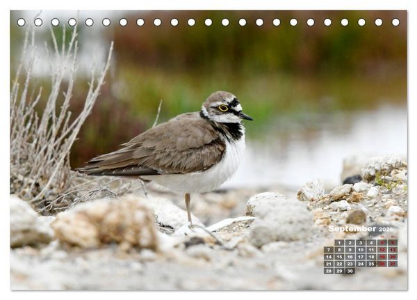 Produktbild: Limikolen - Watv&ouml;gel Europas (Tischkalender 2026 DIN A5 quer), CALVENDO Monatskalender