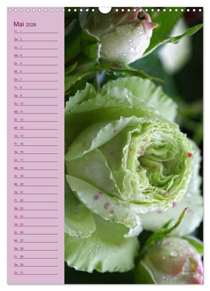 Produktbild: Rosen Symphonie (Wandkalender 2026 DIN A3 hoch), CALVENDO Monatskalender
