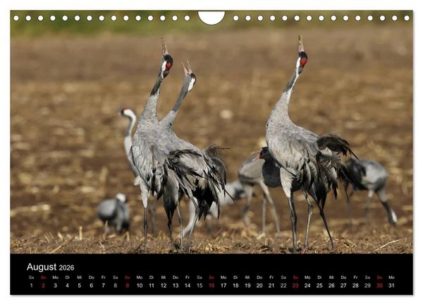 Produktbild: Kraniche (Wandkalender 2026 DIN A4 quer), CALVENDO Monatskalender