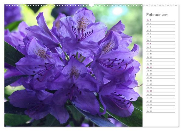 Produktbild: Rhododendron Sch&ouml;nheiten im Garten (hochwertiger Premium Wandkalender 2026 DIN A2 quer), Kunstdruck in Hochglanz
