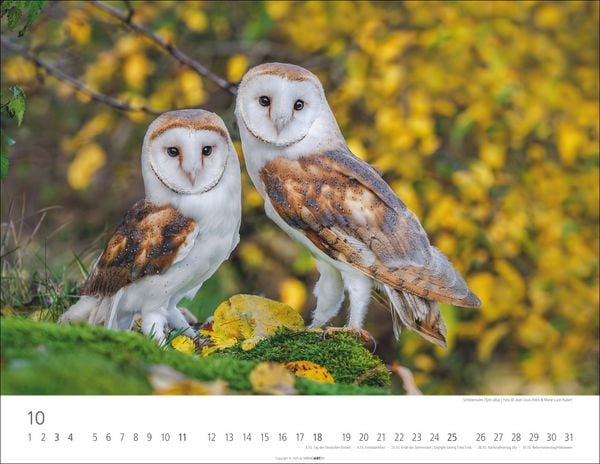 Produktbild: Eulen Kalender 2026