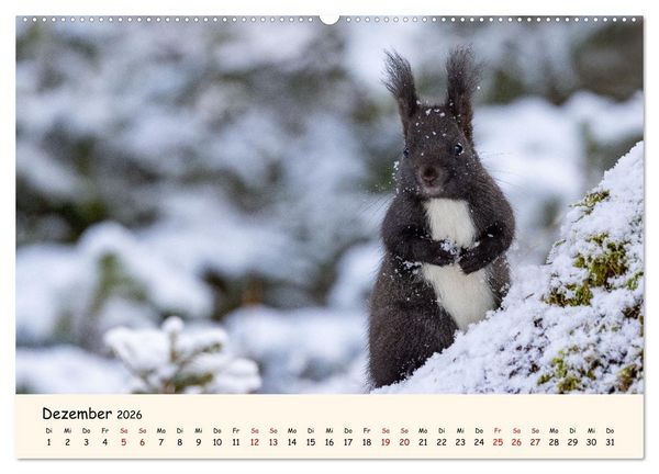 Produktbild: Oachkatzl (Wandkalender 2026 DIN A2 quer), CALVENDO Monatskalender