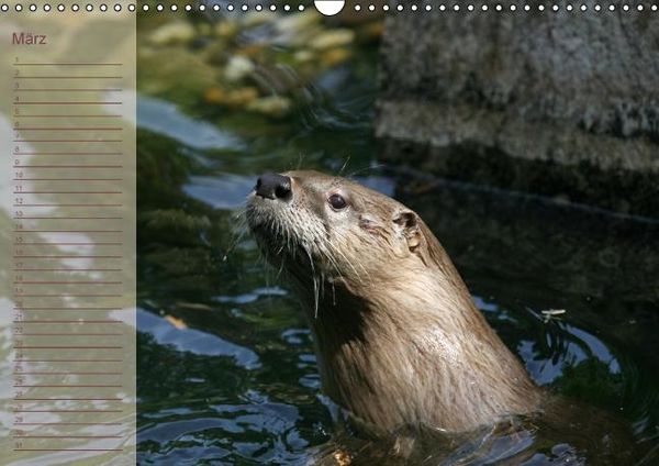 Produktbild: Fischotter Geburtstagskalender (Wandkalender immerw&auml;hrend DIN A3 quer)