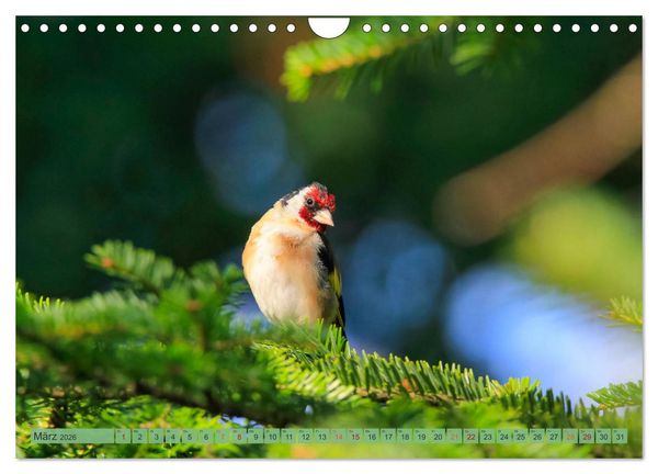 Produktbild: Distelfink (Wandkalender 2026 DIN A4 quer), CALVENDO Monatskalender