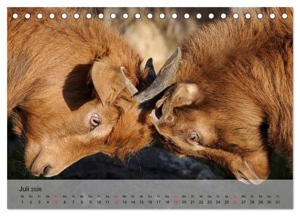 Produktbild: Ziegen. Kluge Freigeister (Tischkalender 2026 DIN A5 quer), CALVENDO Monatskalender