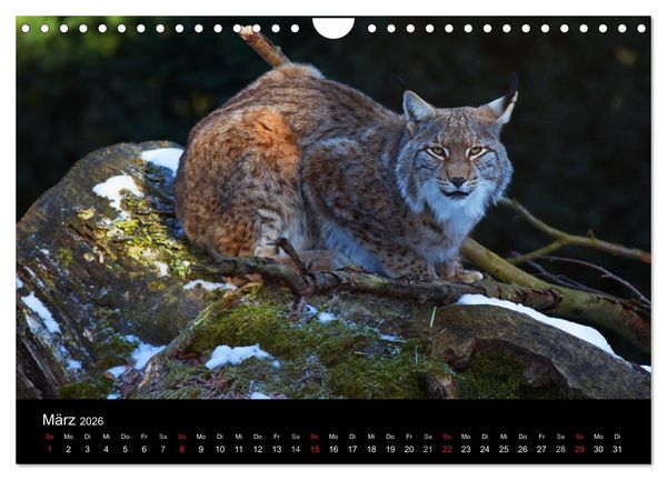 Produktbild: Der Luchs (Wandkalender 2026 DIN A4 quer), CALVENDO Monatskalender