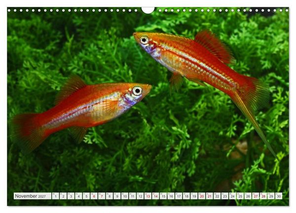 Produktbild: Beliebte Fische der Welt (Wandkalender 2027 DIN A3 quer), CALVENDO Monatskalender