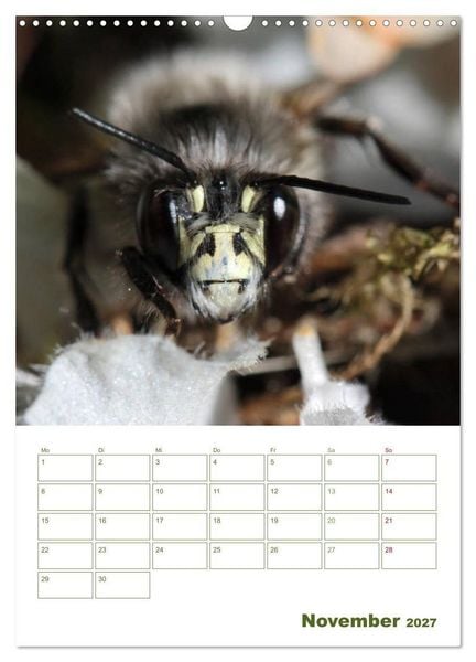 Produktbild: Wildbienen-Terminplaner 2027 (Wandkalender 2027 DIN A3 hoch), CALVENDO Monatskalender