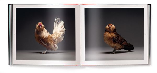 Produktbild: Chicken