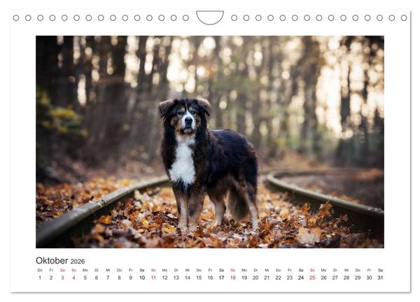 Produktbild: Herzenshunde 2026 (Wandkalender 2026 DIN A4 quer), CALVENDO Monatskalender