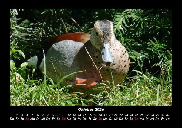 Produktbild: Welt der V&ouml;gel 2026 Fotokalender DIN A3