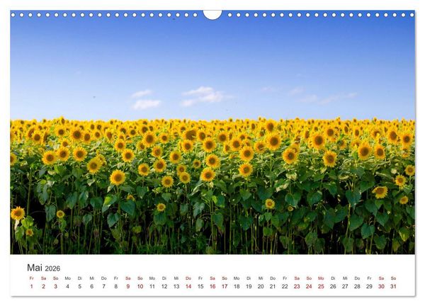 Produktbild: Sonnenblumen - Erstrahlen im freundlichen Gelb. (Wandkalender 2026 DIN A3 quer), CALVENDO Monatskalender
