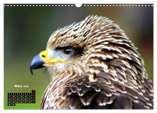 Produktbild: Greifv&ouml;gel, Eulen und K&auml;uze (Wandkalender 2026 DIN A3 quer), CALVENDO Monatskalender