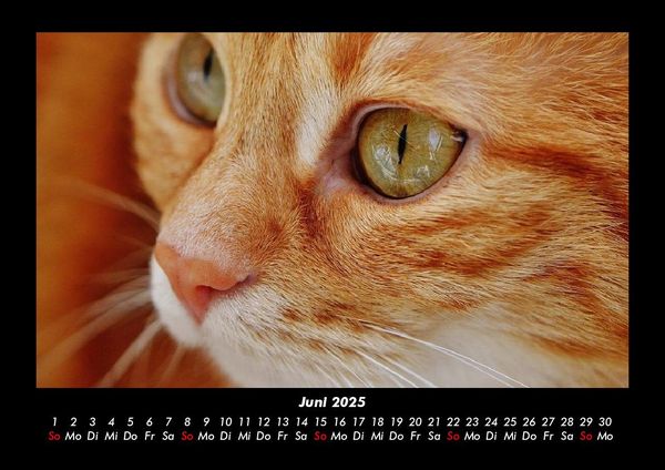 Produktbild: F&uuml;r Katzenfreunde 2025 Fotokalender DIN A3