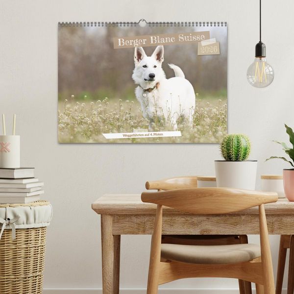 Produktbild: Berger Blanc Suisse - Weggef&auml;hrten auf 4 Pfoten (Wandkalender 2026 DIN A3 quer), CALVENDO Monatskalender